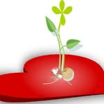 Seeds To Grow